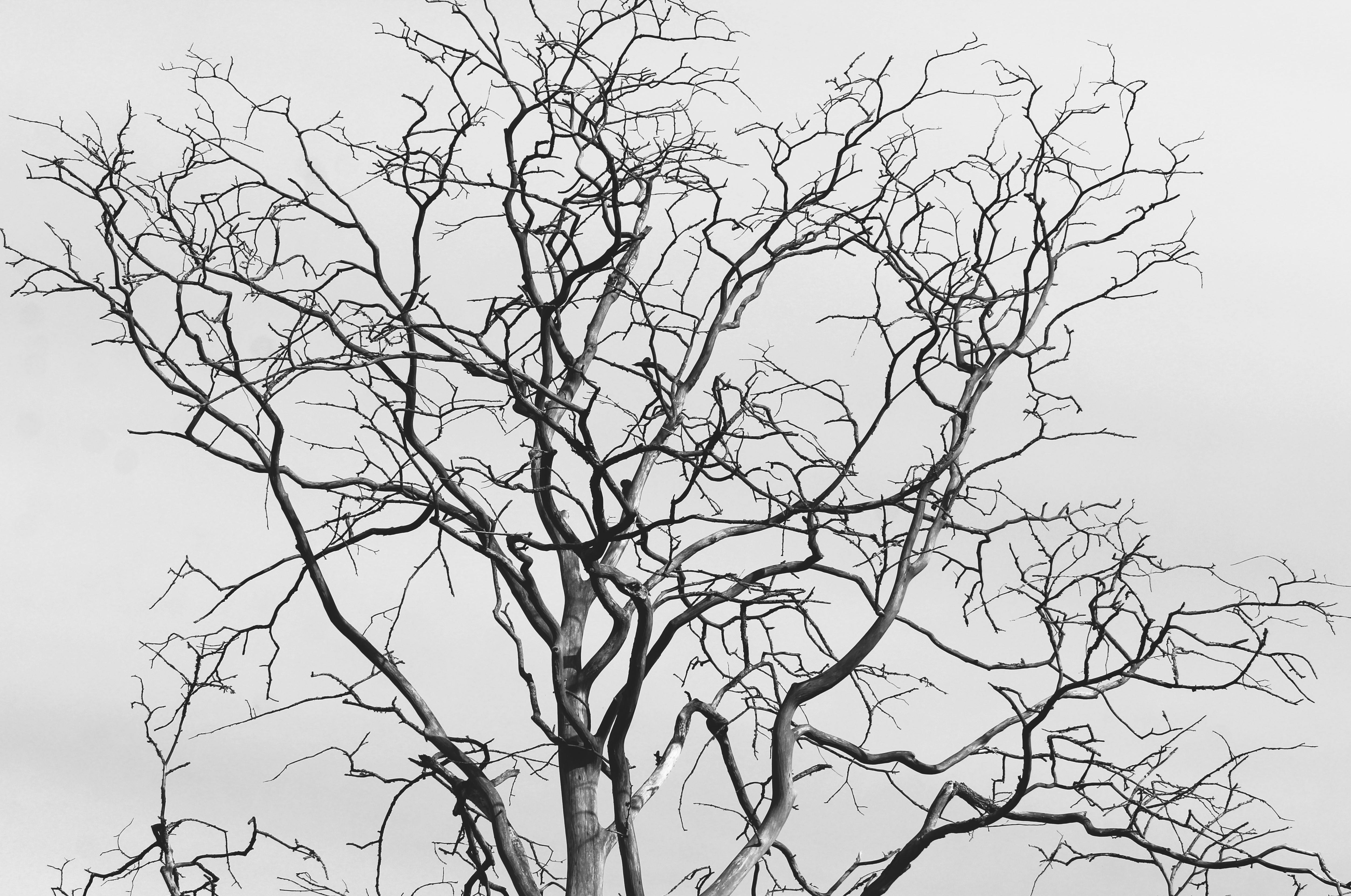 Kostenlos Ein eindrucksvolles Schwarzweißbild eines verdorrten Baums vor dem Himmel, das die raue Schönheit der Natur zeigt. Stock-Foto