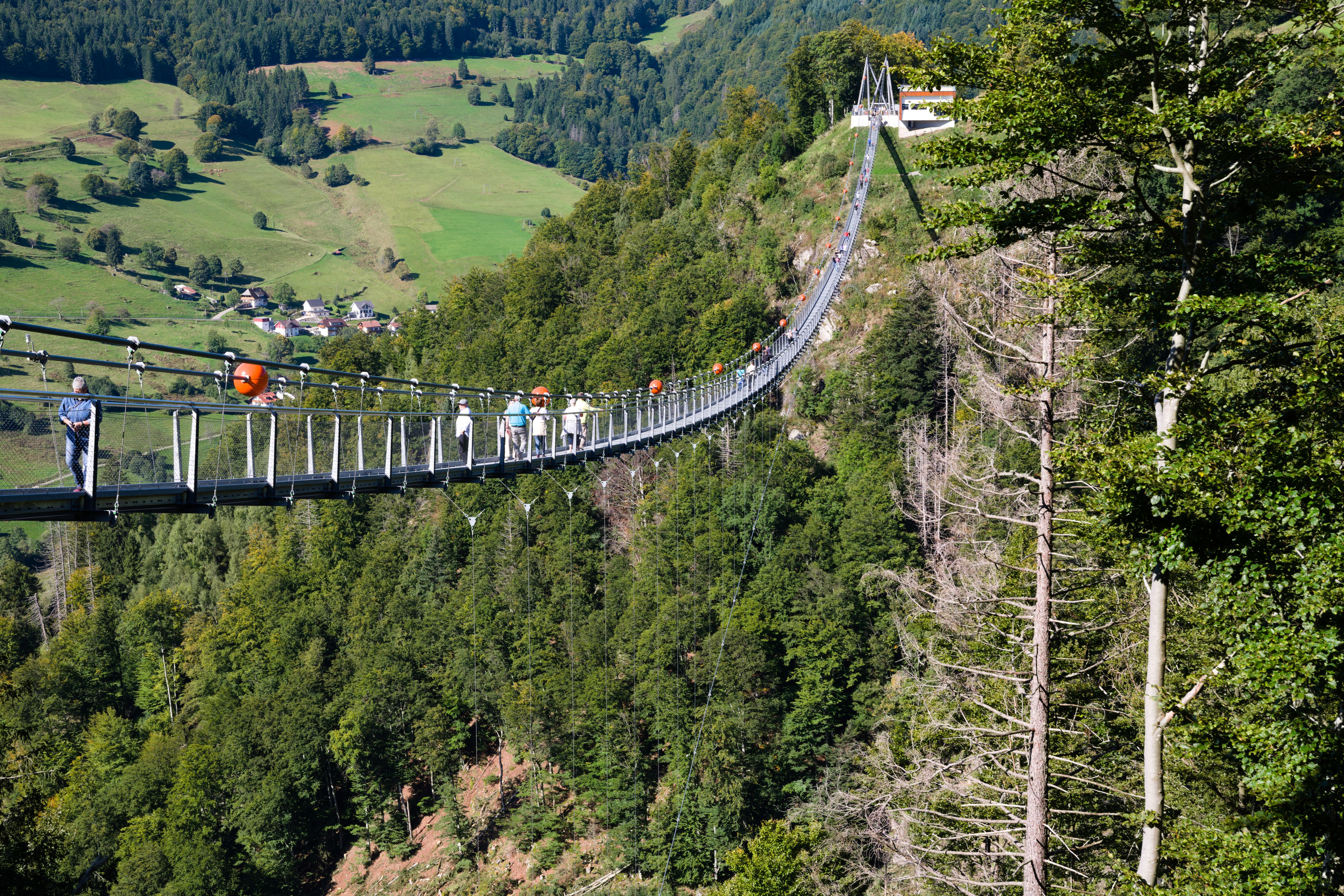 Tours, activities & tickets in Todtnau
