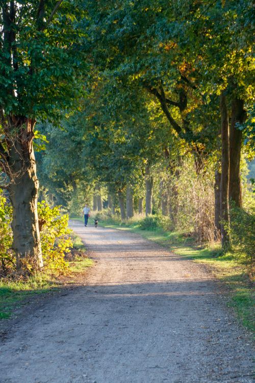 Free Scenic path in Varsseveld, Netherlands with a person walking a dog under lush green trees. Stock Photo
