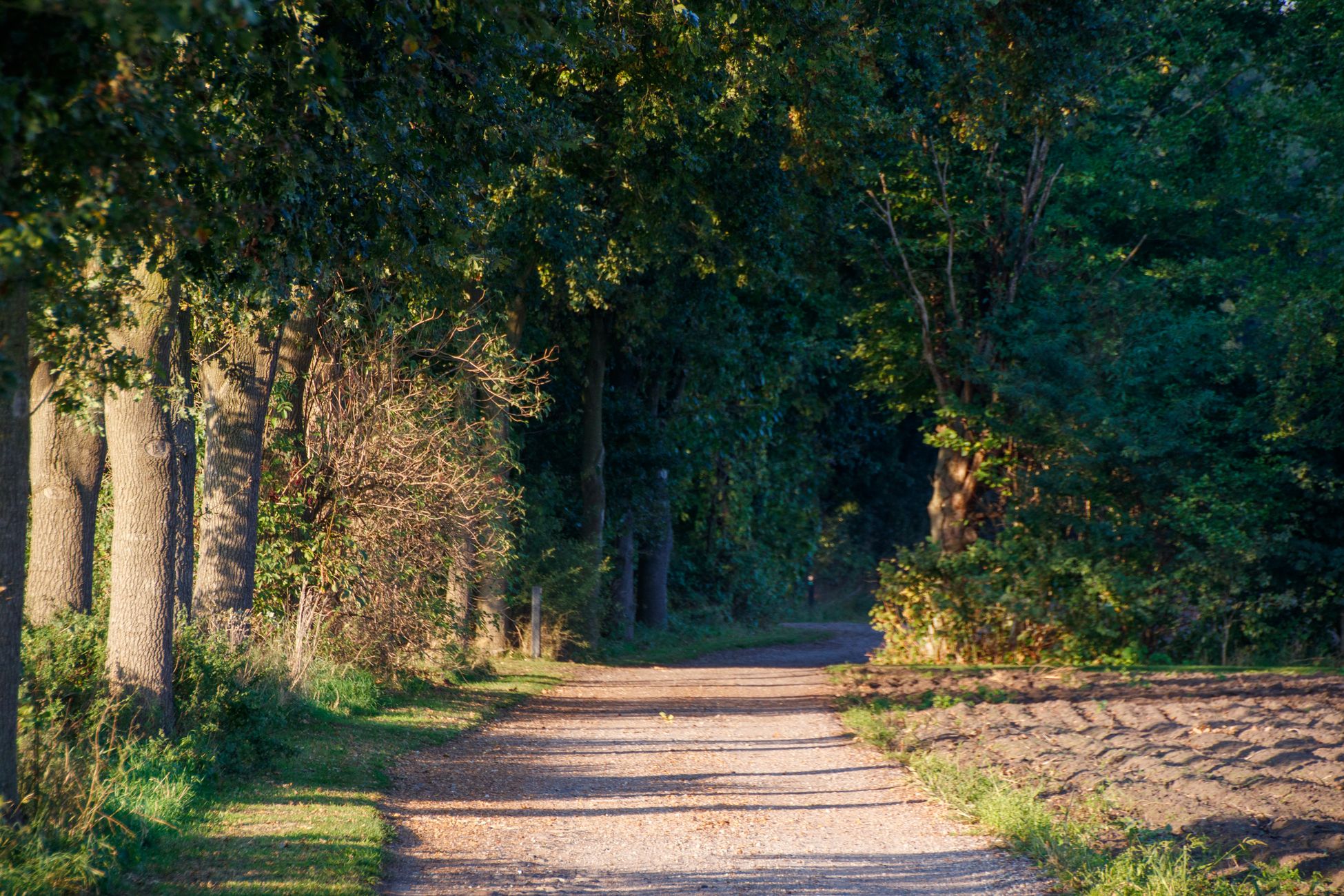 Wandelen met Alice in natuurgebied 't Roegwold