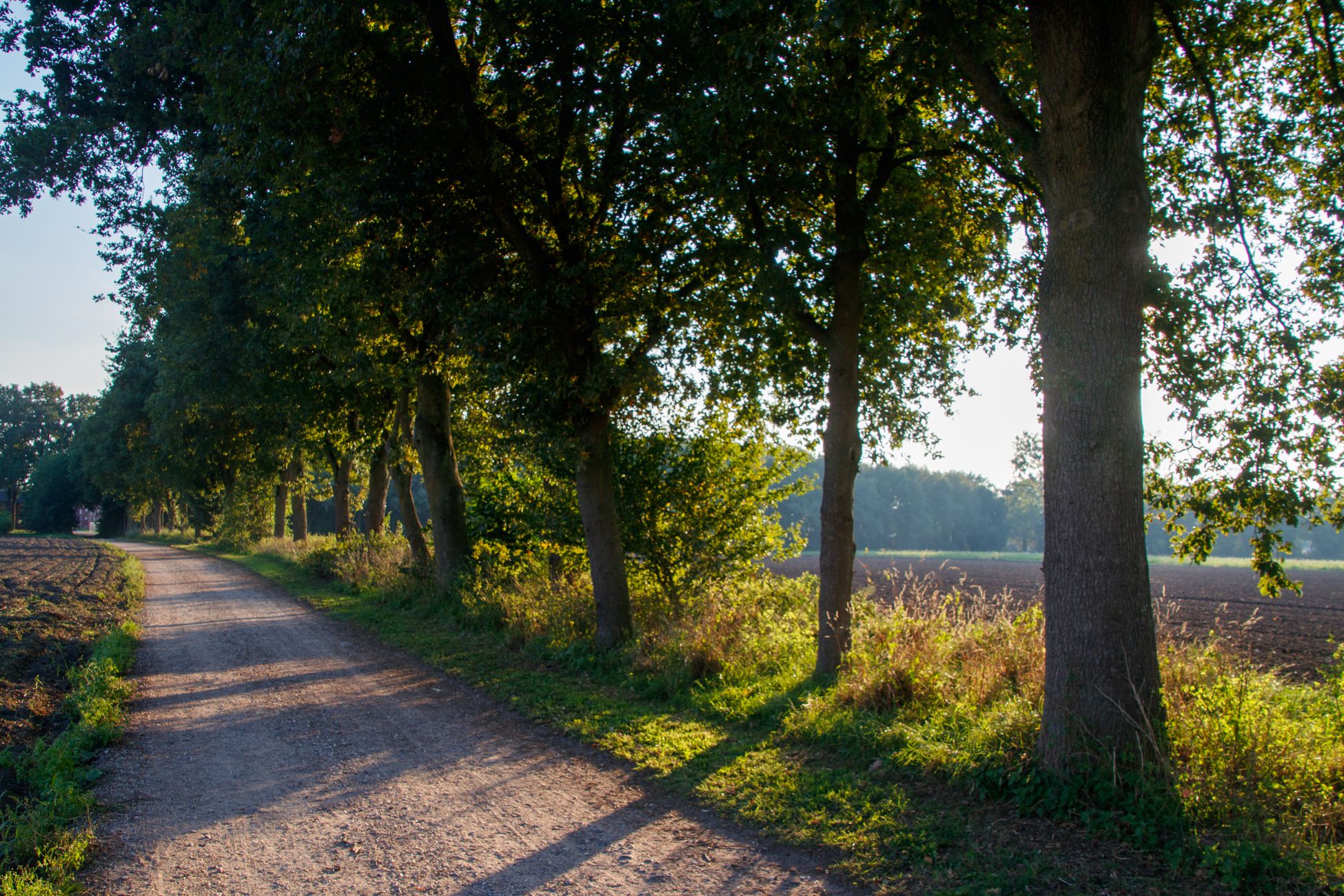 Trees for All zoekt de Heetste Straat van Nederland
