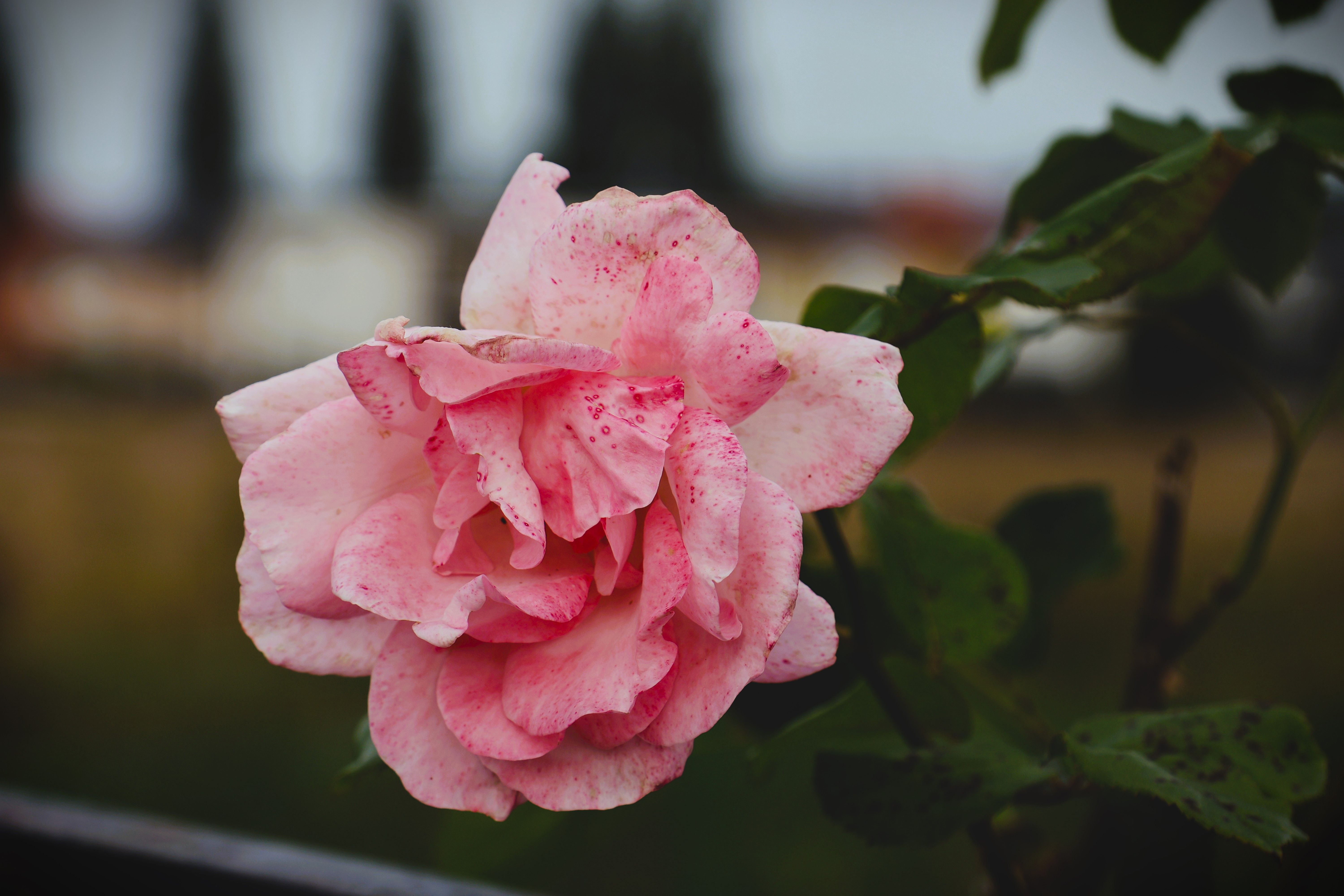 Close-Up of a Pink Rose in Bloom · Free Stock Photo
