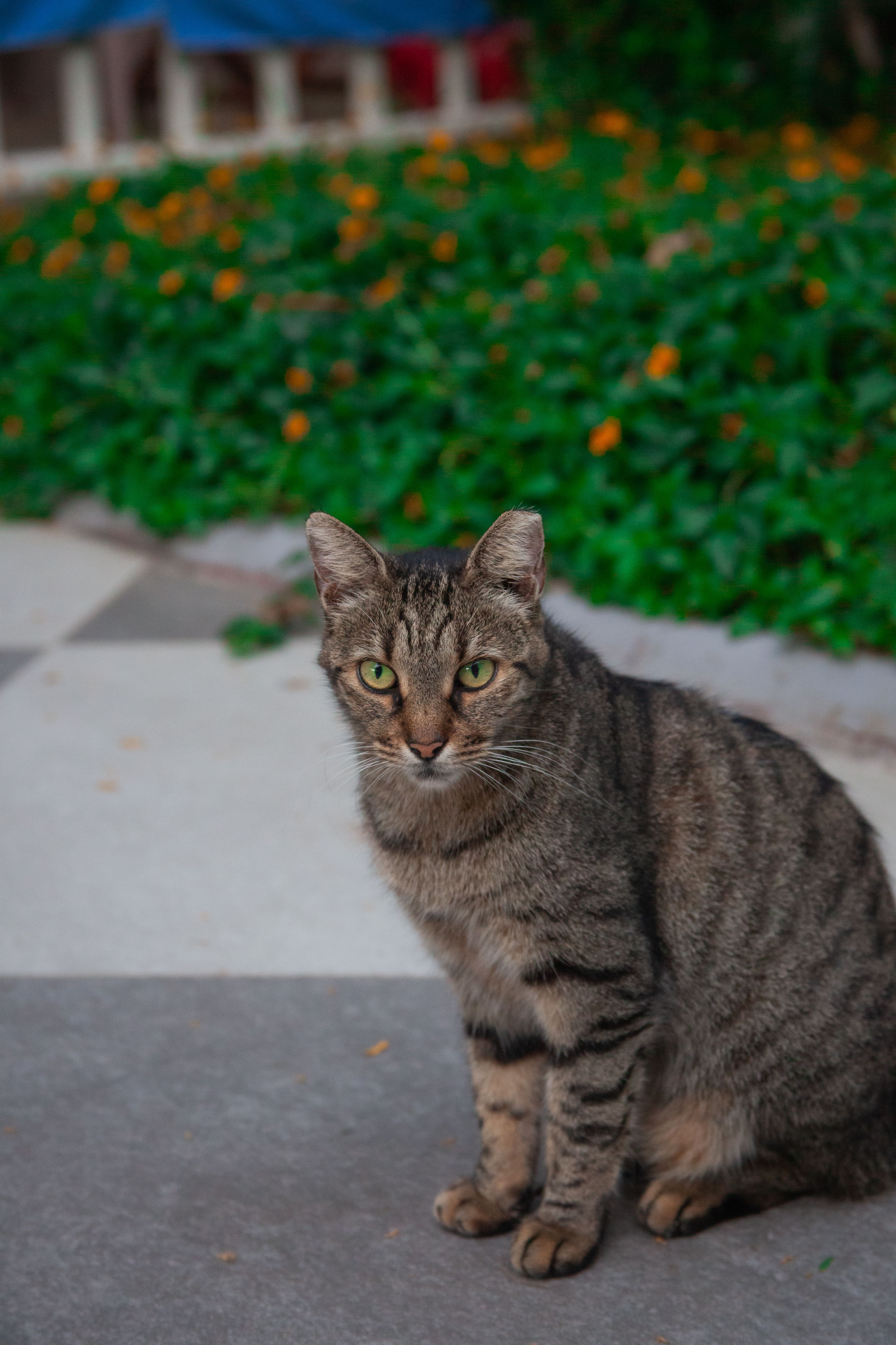 Tabby Cat Sitting on Checkered Patio · Free Stock Photo