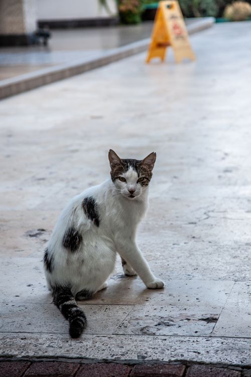 Free A white and tabby cat sitting on a paved path outdoors. Ideal for urban animal themes. Stock Photo