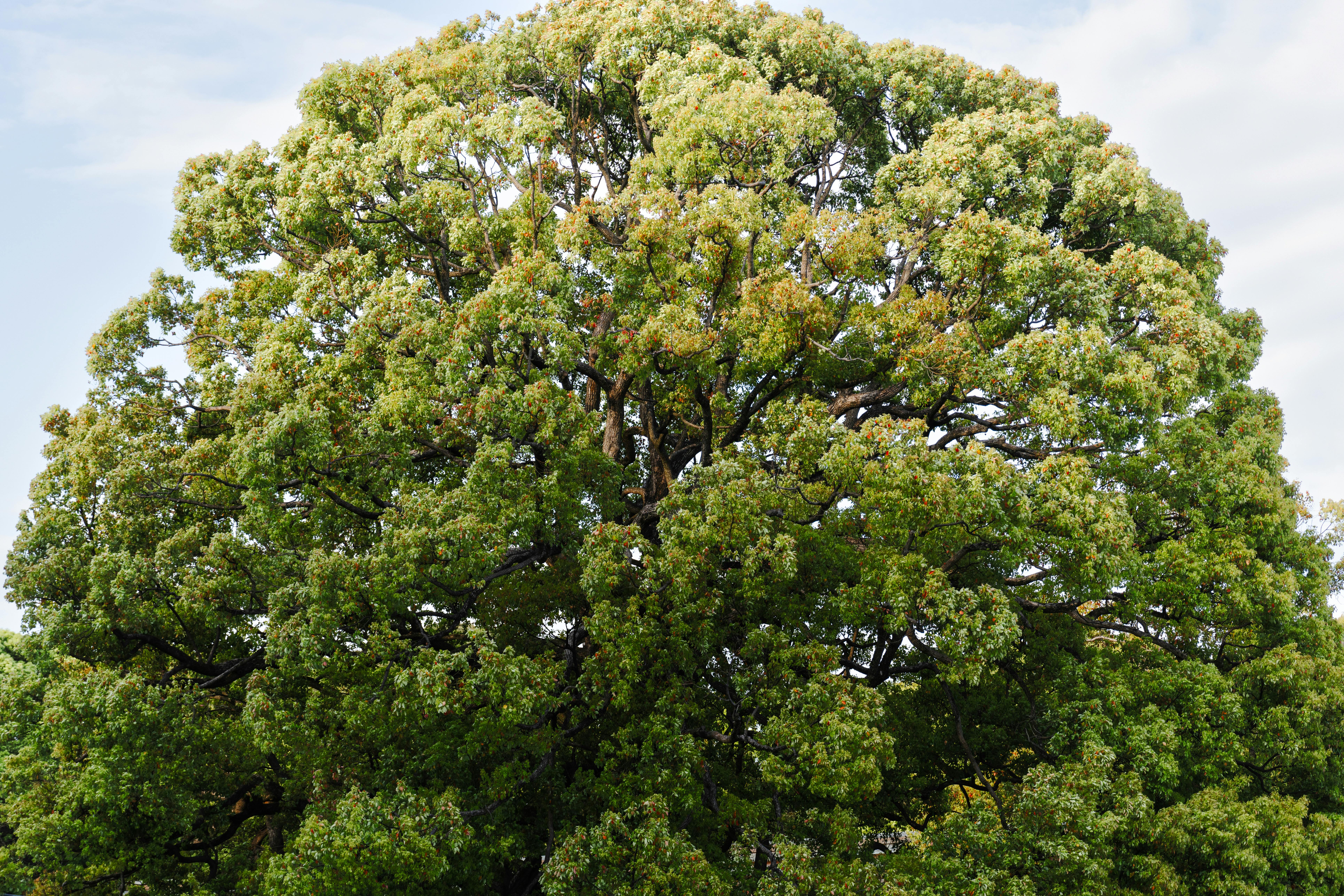 3D Print Support Settings (Production Guide): Tree vs Hybrid vs Grid, and When to Use Each