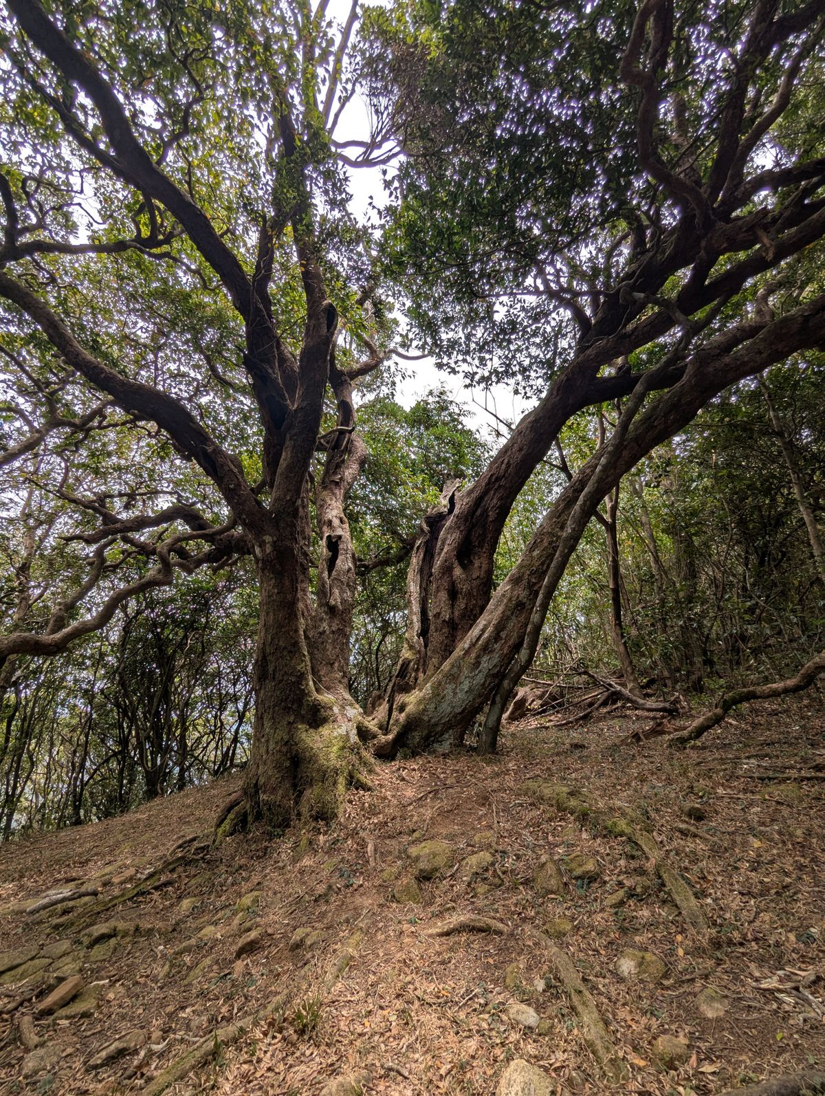 Hikers on a mossy forest trail in Yakushima Japan