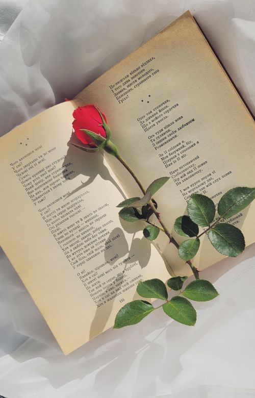 Free Red rose on an open book of poetry, symbolizing romance and literary beauty. Stock Photo