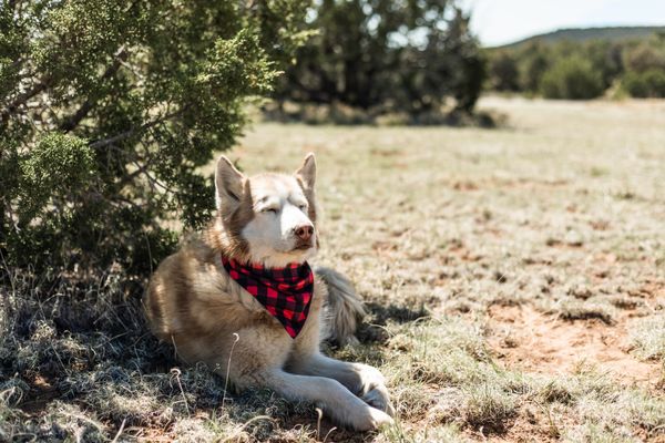 A husky lying under a tree in a checked neck tie