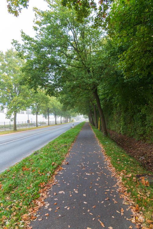 Free Peaceful sidewalk with autumn leaves alongside a road lined with trees. Stock Photo