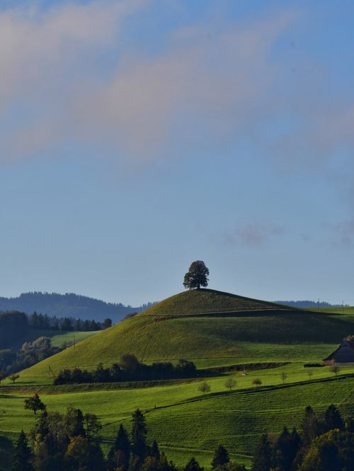 Free Serene spring landscape with a single tree atop green rolling hills under a blue sky. Stock Photo