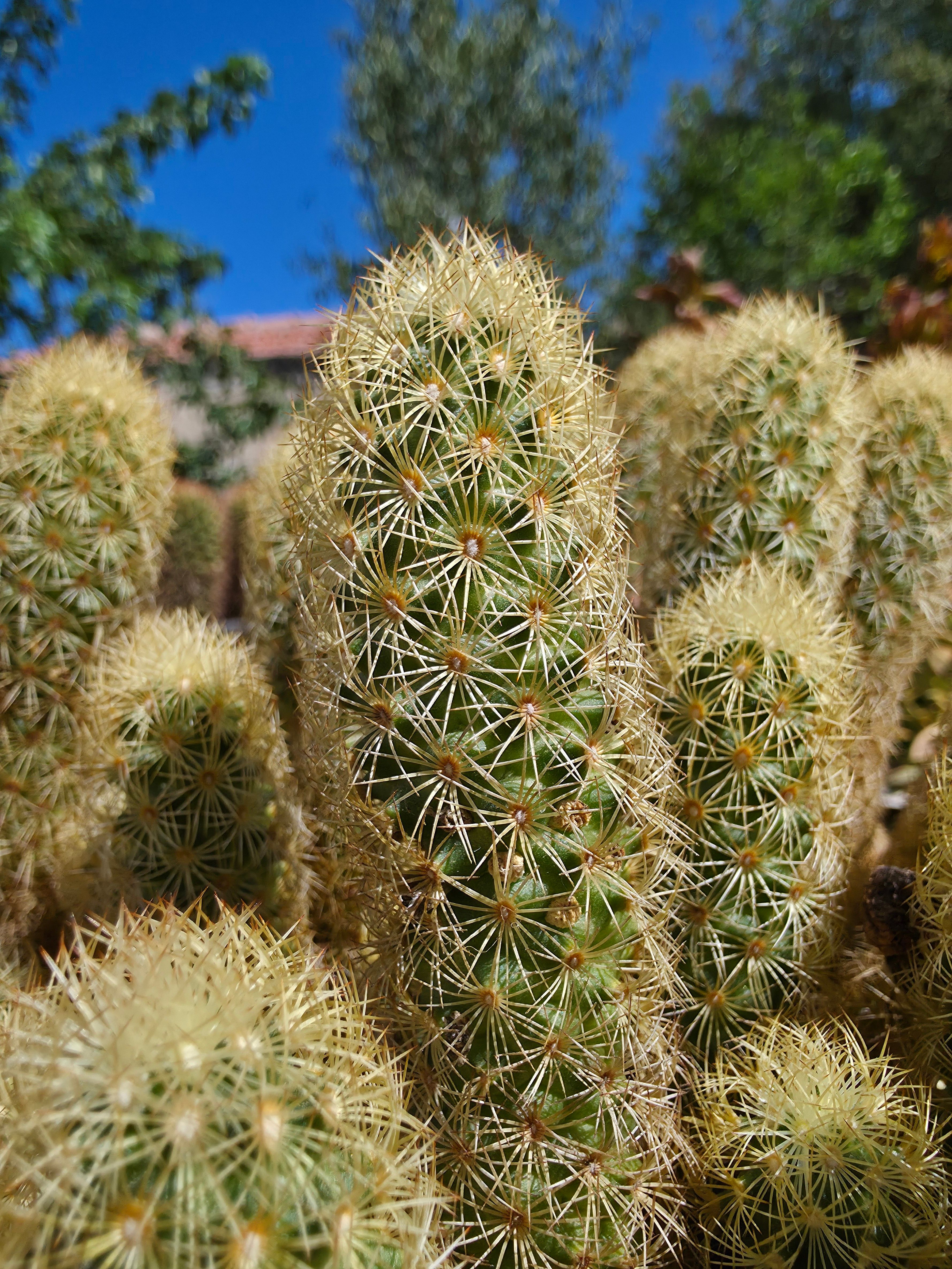 Cyprus Cactus Photos, Download The BEST Free Cyprus Cactus Stock Photos &  HD Images