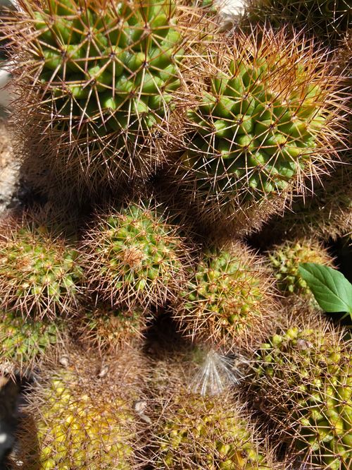 Free Detailed view of spiky cactus plants outdoors in Nicosia, Cyprus. Bright sunlight enhances texture. Stock Photo
