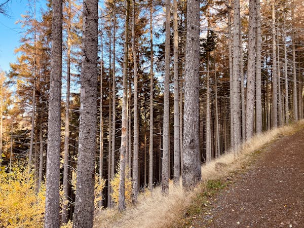 Nike Sneakers Lifestyle