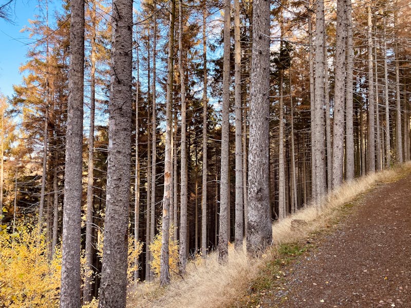 Nike Total 90 Sneakers