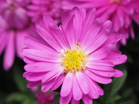 Close-up of a vibrant pink aster flower with yellow center petals in full bloom, captured outdoors in daylight.