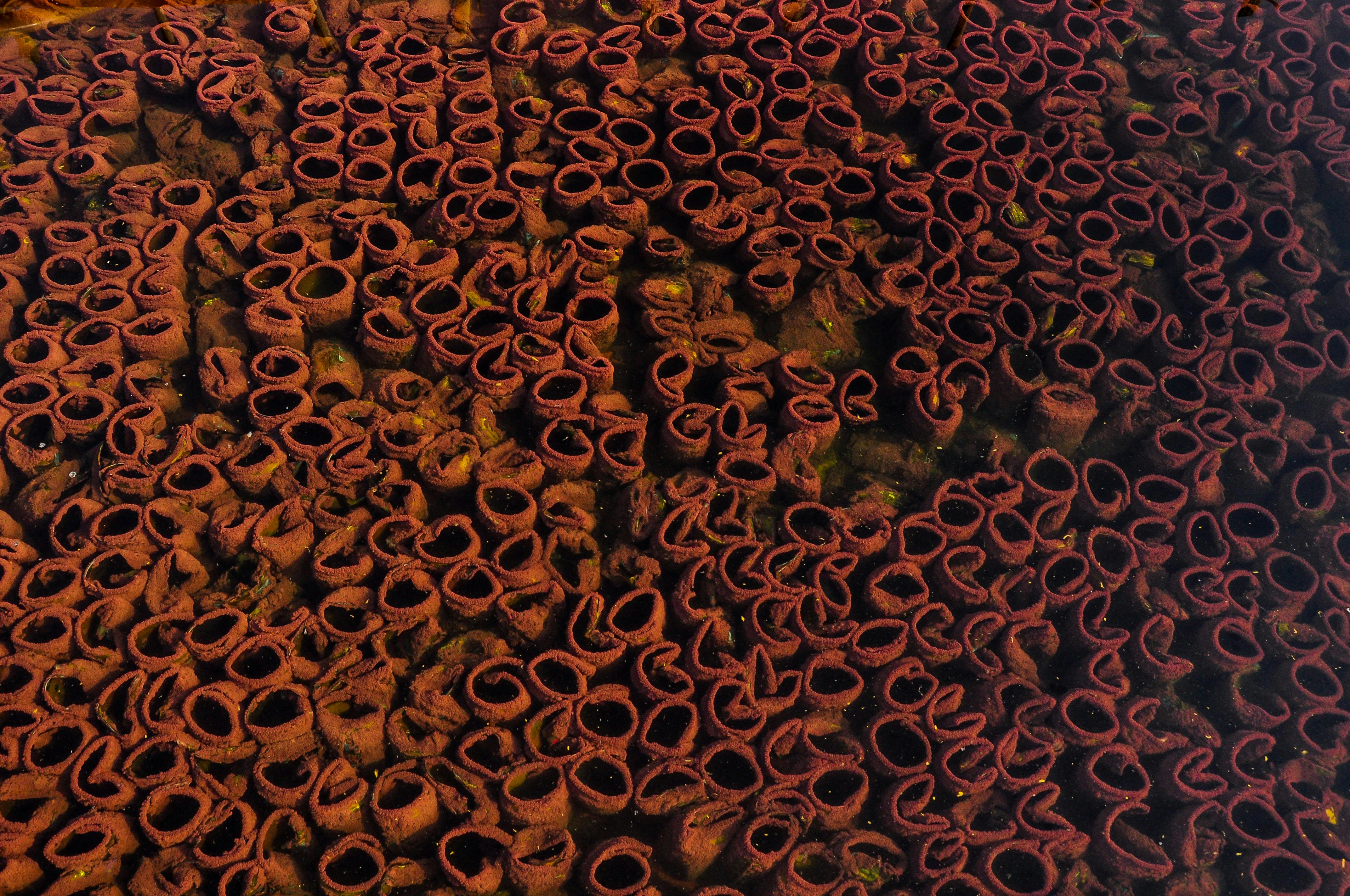 Gratuit Prim-plan al unor formațiuni acvatice complexe, asemănătoare bureților, care prezintă texturi și modele bogate în nuanțe calde. Fotografie de stoc