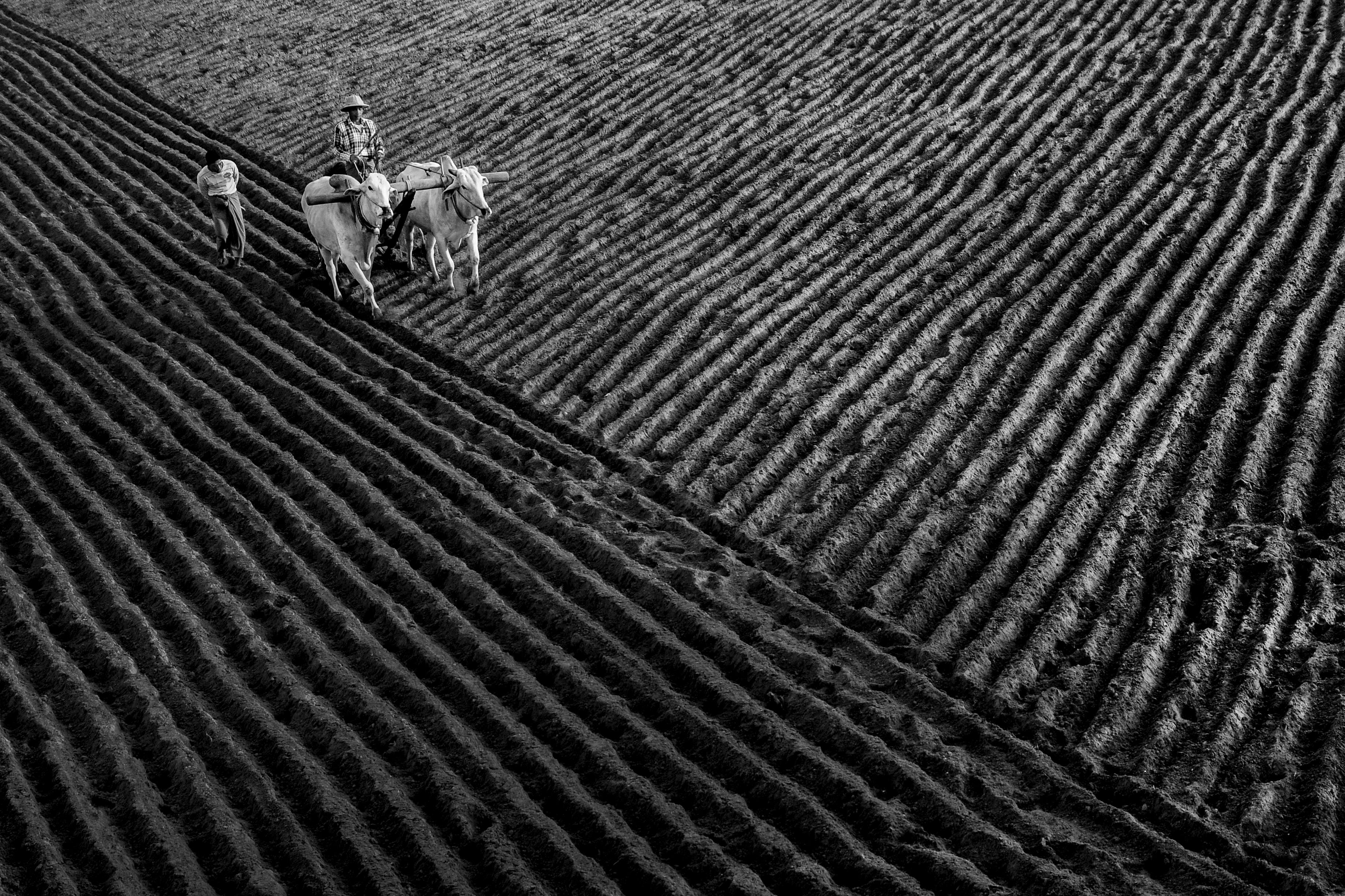 Aerial view of farmers and oxen plowing fields in Mandalay, Myanmar.