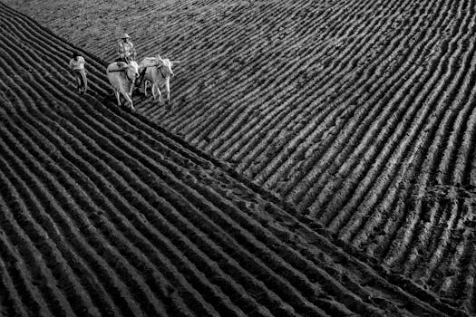 Aerial view of farmers and oxen plowing fields in Mandalay, Myanmar.