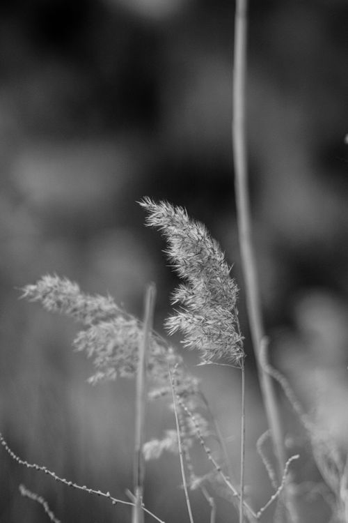 Free Artistic black and white photograph capturing the delicate texture of wild grass in soft focus. Stock Photo