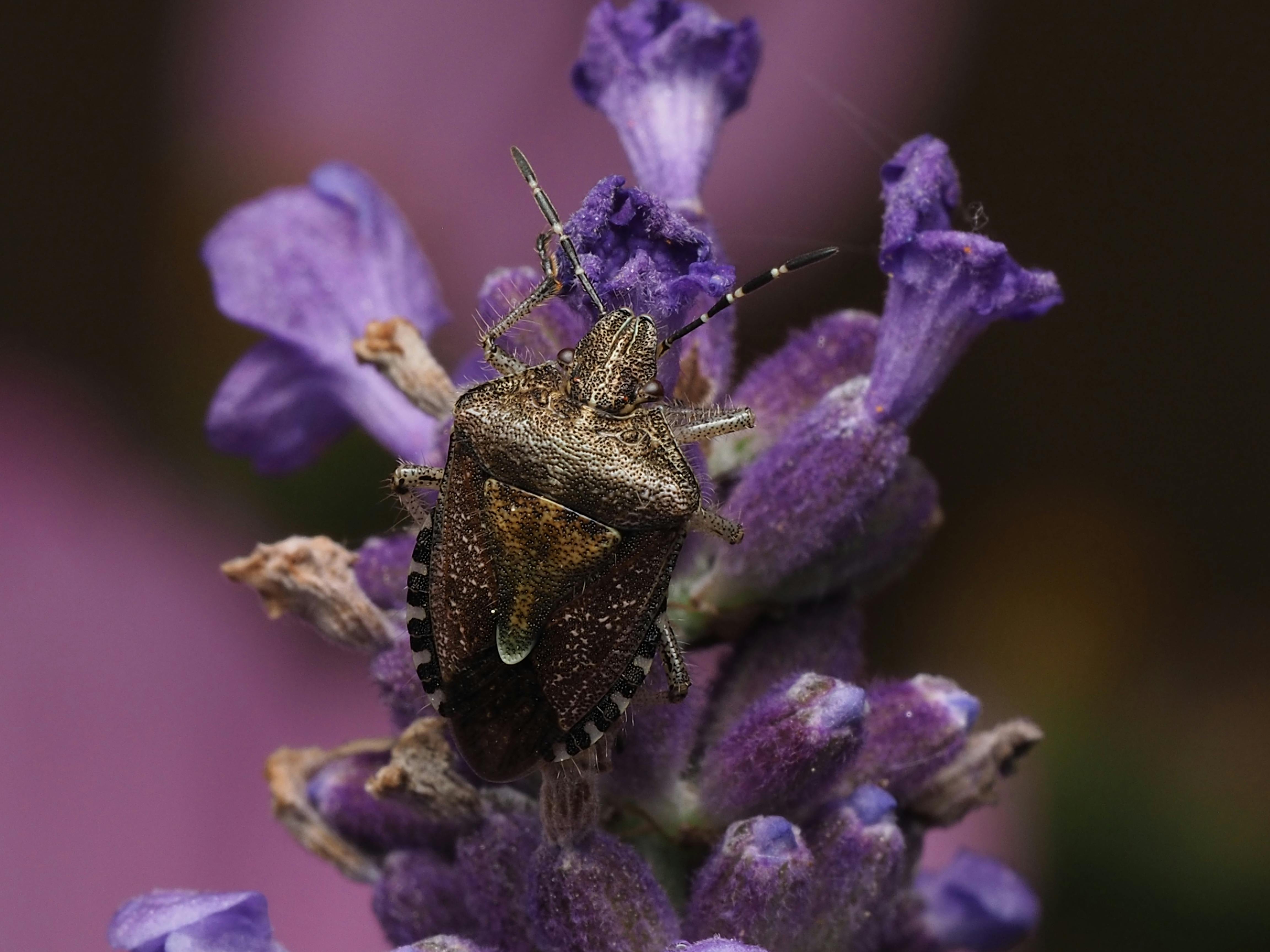Close‑up of a brown marmorated stink bug on a leaf