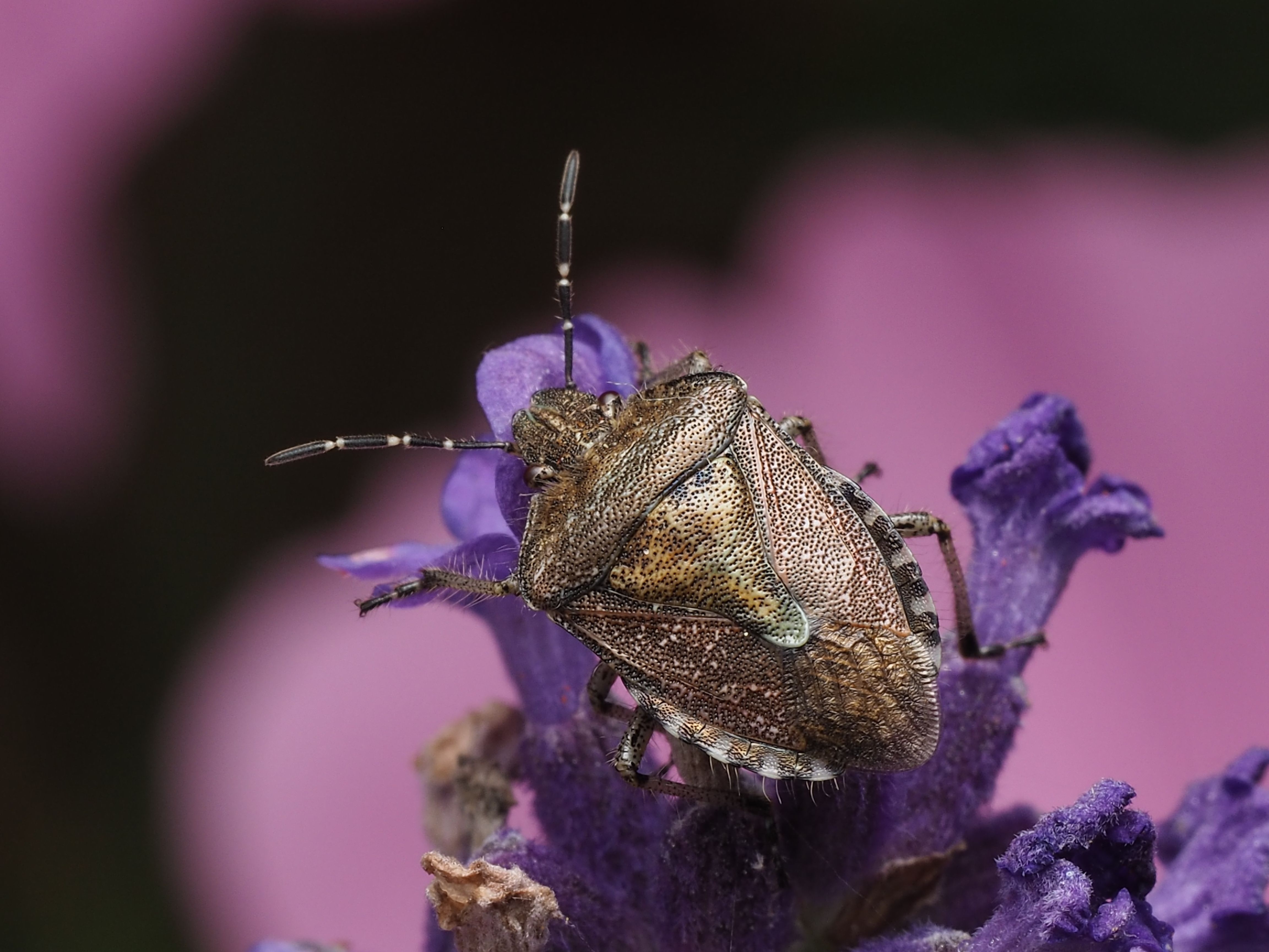 Close-up of Shield Bug on Lavender Macro Shot · Free Stock Photo