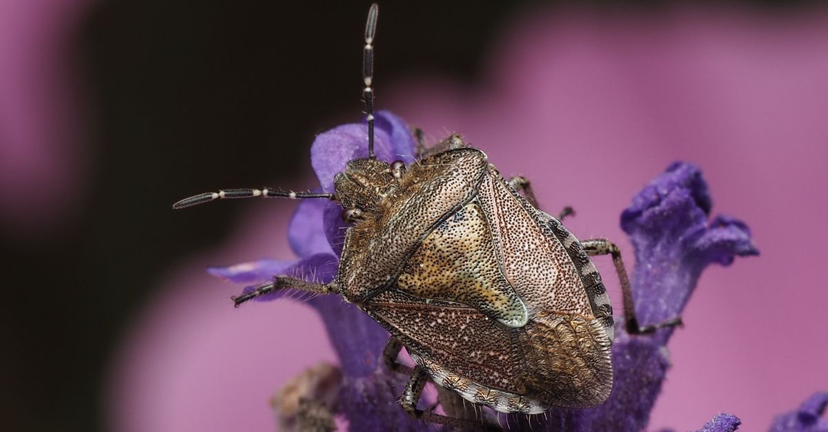 Lavender Insect Close-up of Shield Bug on Lavender Macro Shot · Free Stock Photo