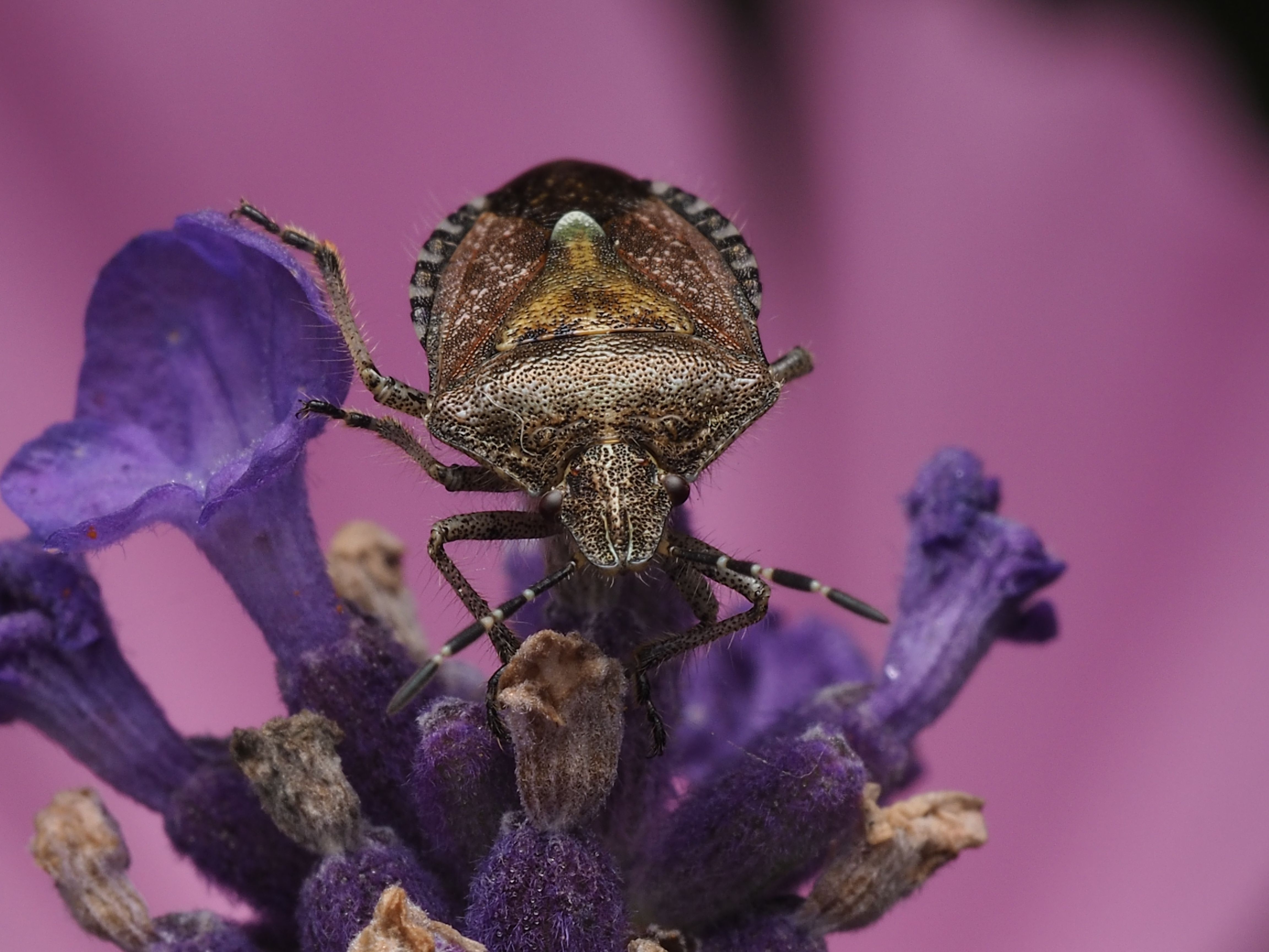 Detailed macro image of a shield bug perched on a purple flower, showcasing natural beauty.
