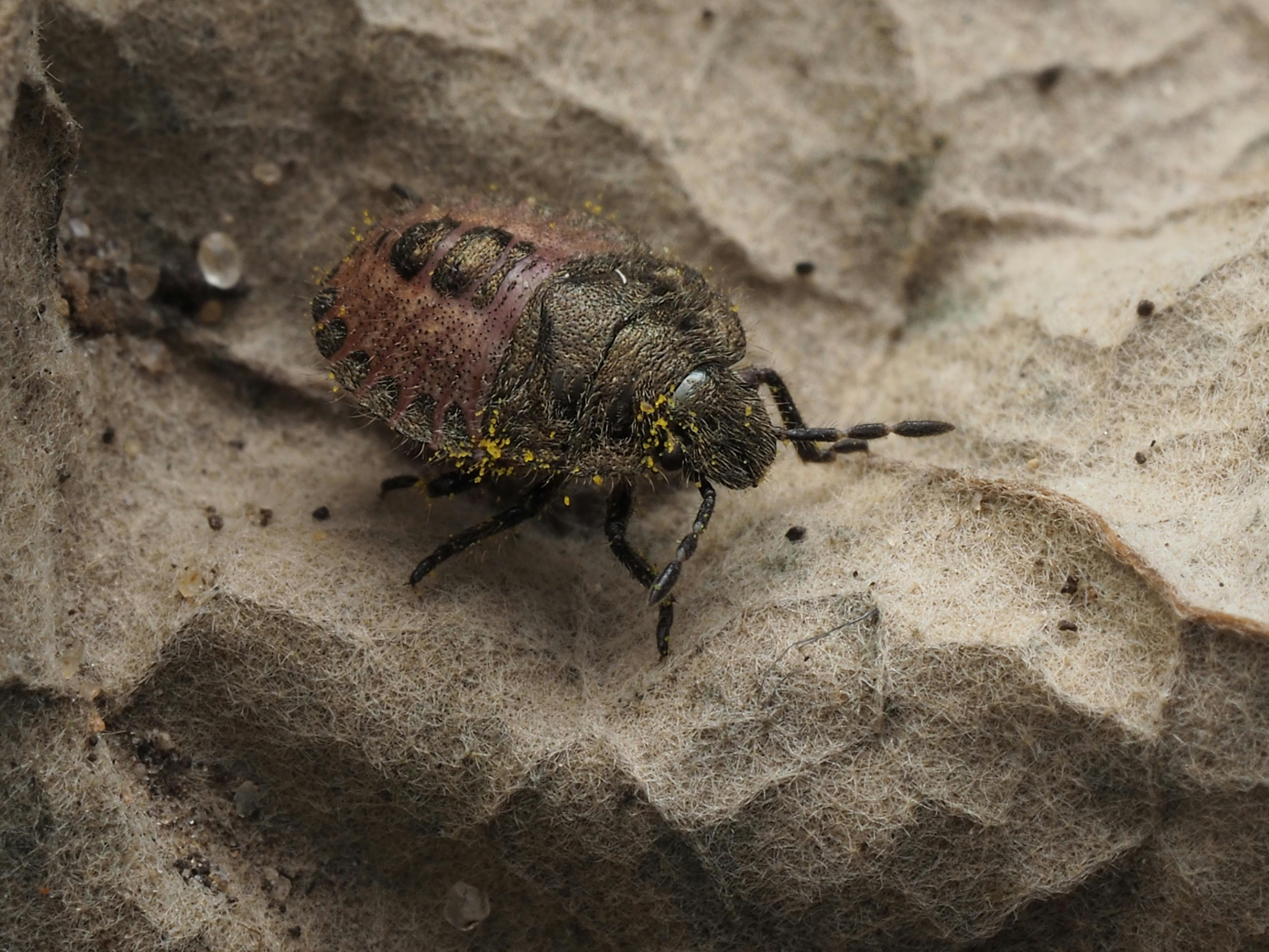 after spraying for bed bugs