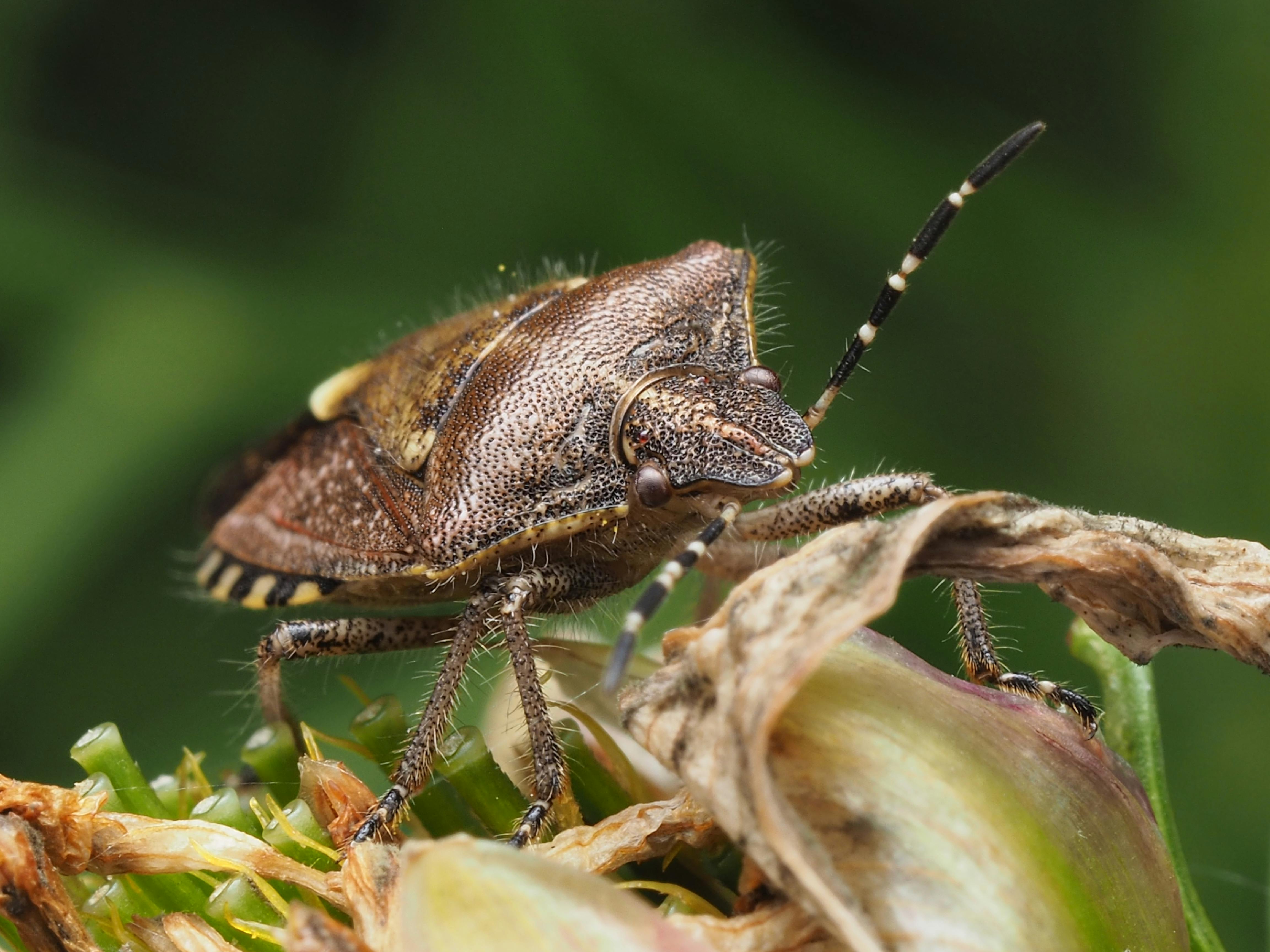 Detailed macro photograph of a shield bug on a dried plant surface, showcasing intricate texture.