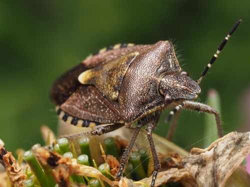 Free Macro shot of a brown marmorated stink bug on a plant, showcasing its detailed shell pattern and natural habitat. Stock Photo