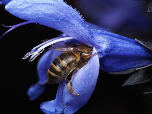Free Close-up of a honey bee gathering nectar from a vibrant blue flower, showcasing natural beauty and pollination. Stock Photo