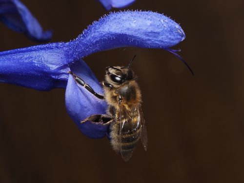 Free Macro shot of a honey bee collecting nectar from a vibrant blue flower. Stock Photo