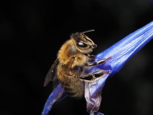 Free Close-up image of a honey bee perched on a vibrant blue flower petal against a dark background. Stock Photo