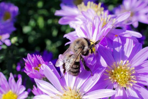 Free A close-up of a bee pollinating vibrant purple asters in a sunny garden scene. Stock Photo