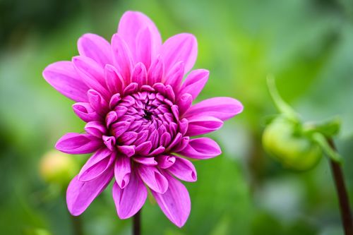Free A close-up of a vibrant pink dahlia flower in a lush green garden setting. Stock Photo
