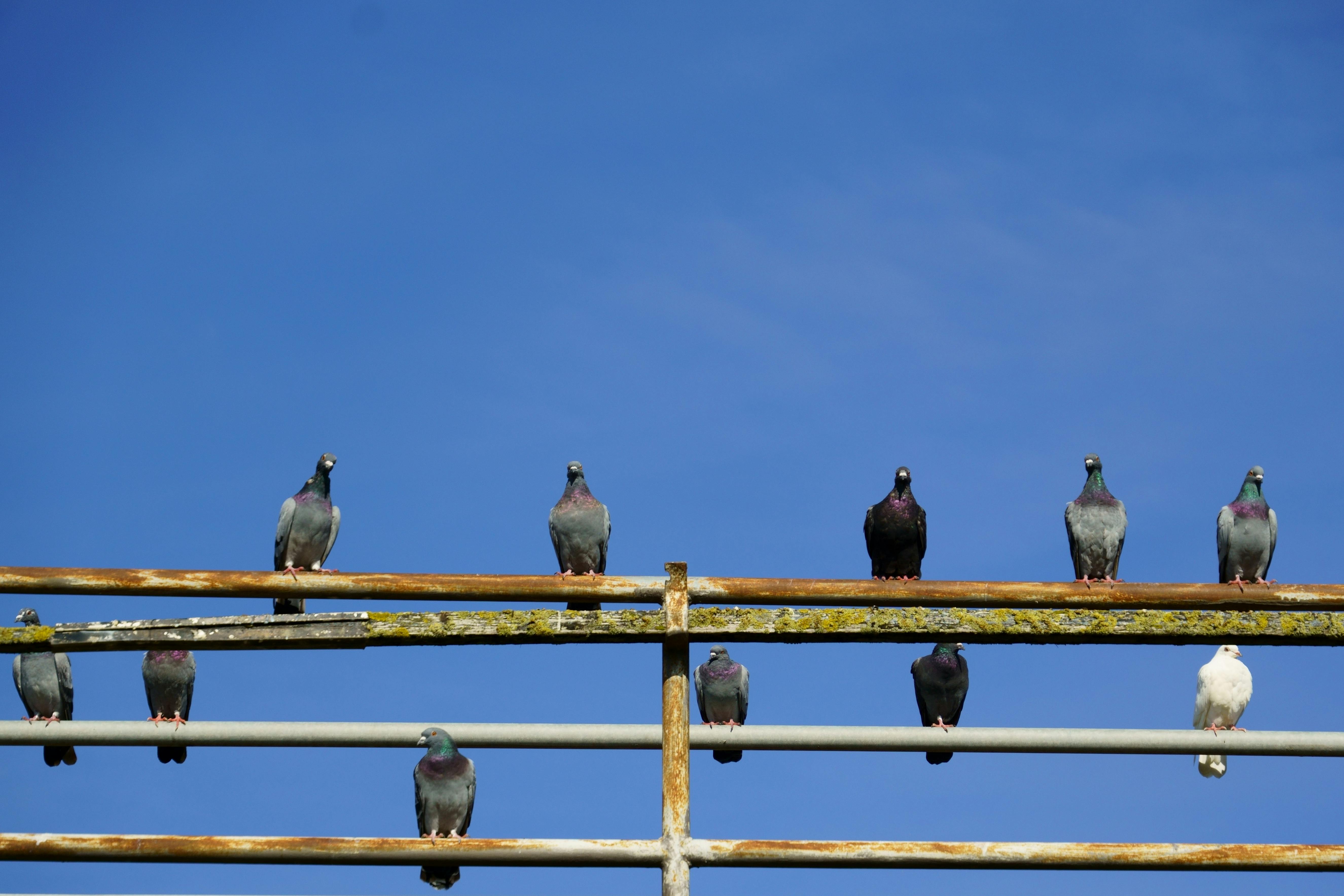免費入群變荷包失血！彩券明牌詐騙套路全揭露 💸🚫