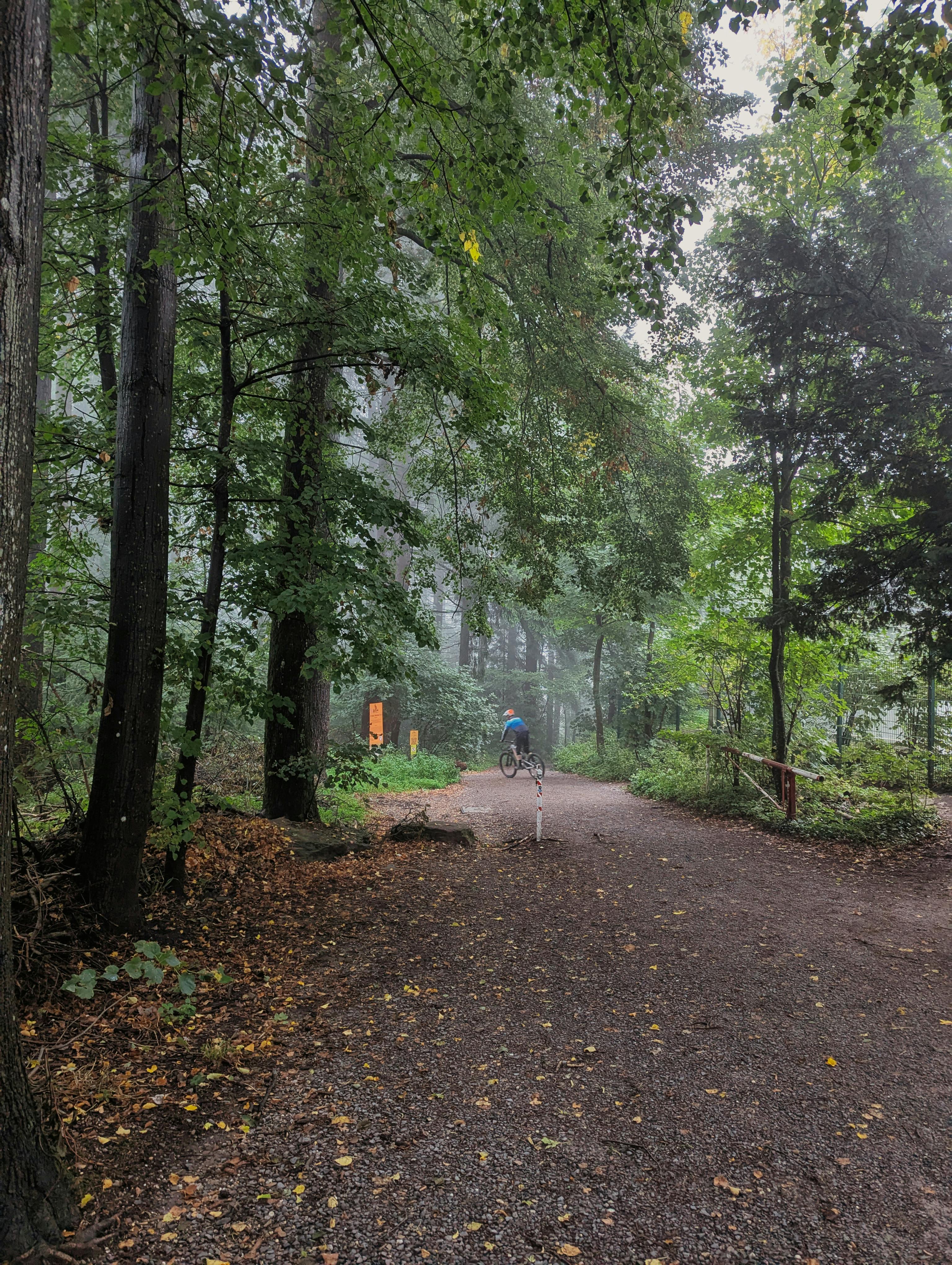 grátis Um ciclista percorre uma trilha na floresta, envolta em névoa, em Heidelberg, Alemanha, cercado por vegetação exuberante. Foto profissional