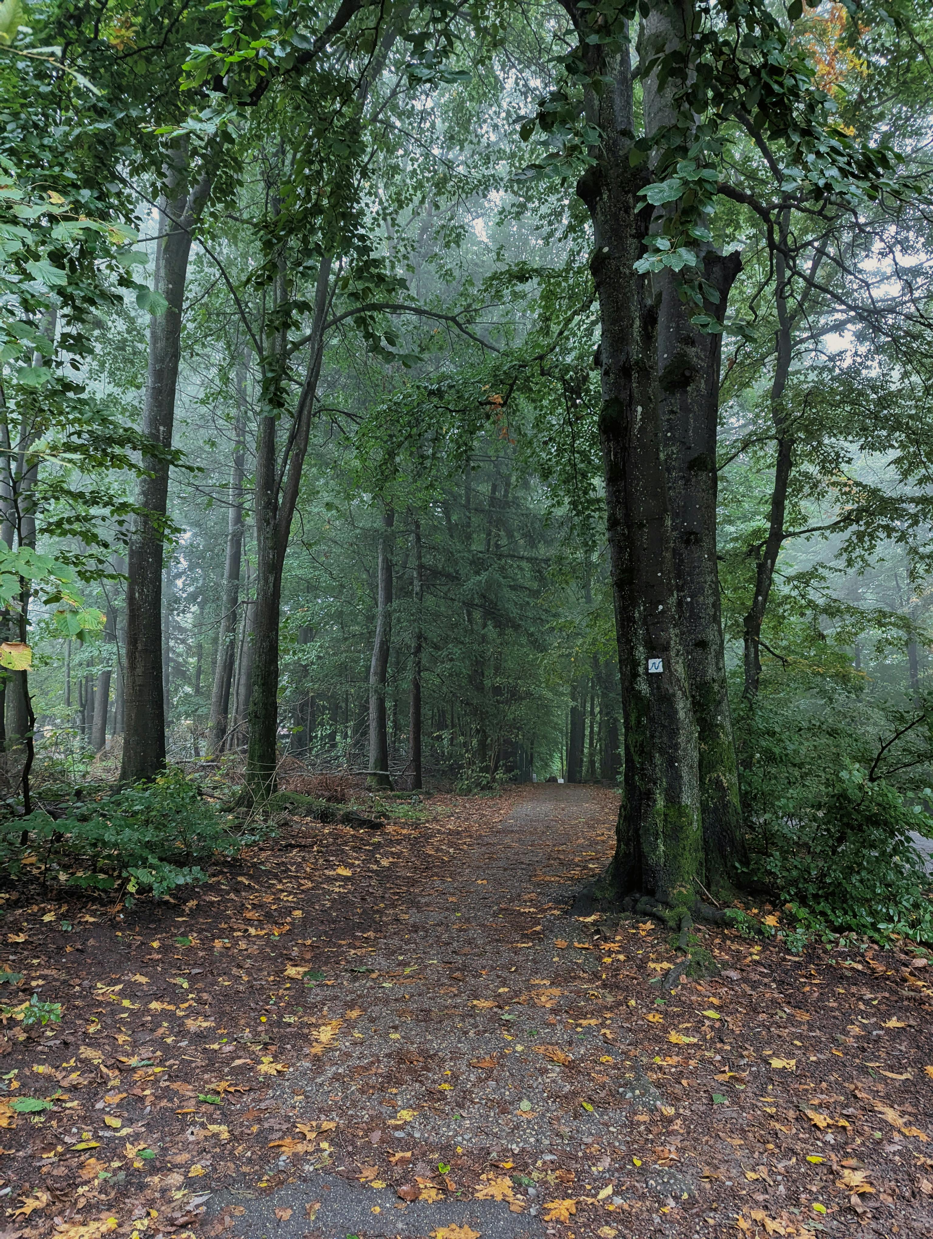 Δωρεάν στοκ φωτογραφιών με königstuhl, neckar river, άλτε μπρούκε Φωτογραφία από στοκ φωτογραφιών