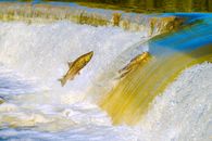 A vivid capture of salmon jumping over a river waterfall during the spawning season.