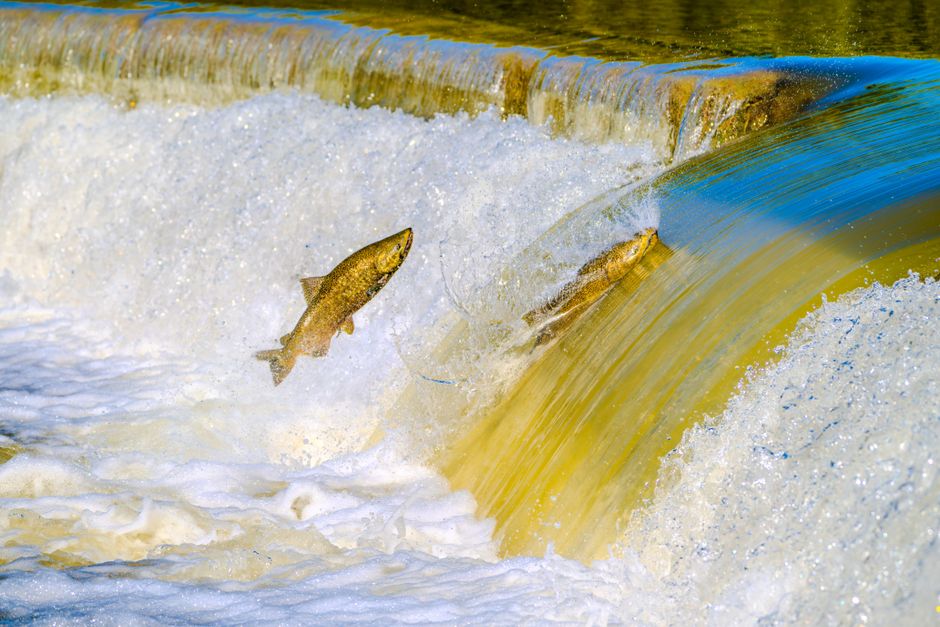 Photo for: Salmon Fund Elimination Threatens Western Tribes' Treaty Rights