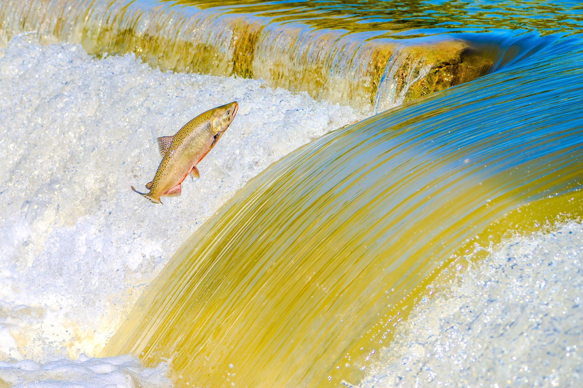 Salmon Leaping at Stainforth Force