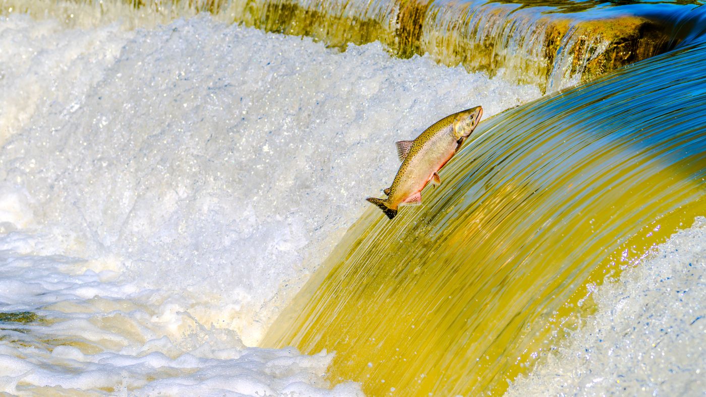 Fishing in Canada: Salmon, Ice Fishing, and Three Coasts