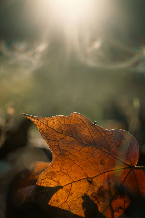 Free Close-up of an autumn leaf illuminated by sunlight, capturing the essence of fall. Stock Photo