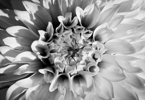 Monochrome close-up image of a dahlia flower with striking petal details and natural patterns.
