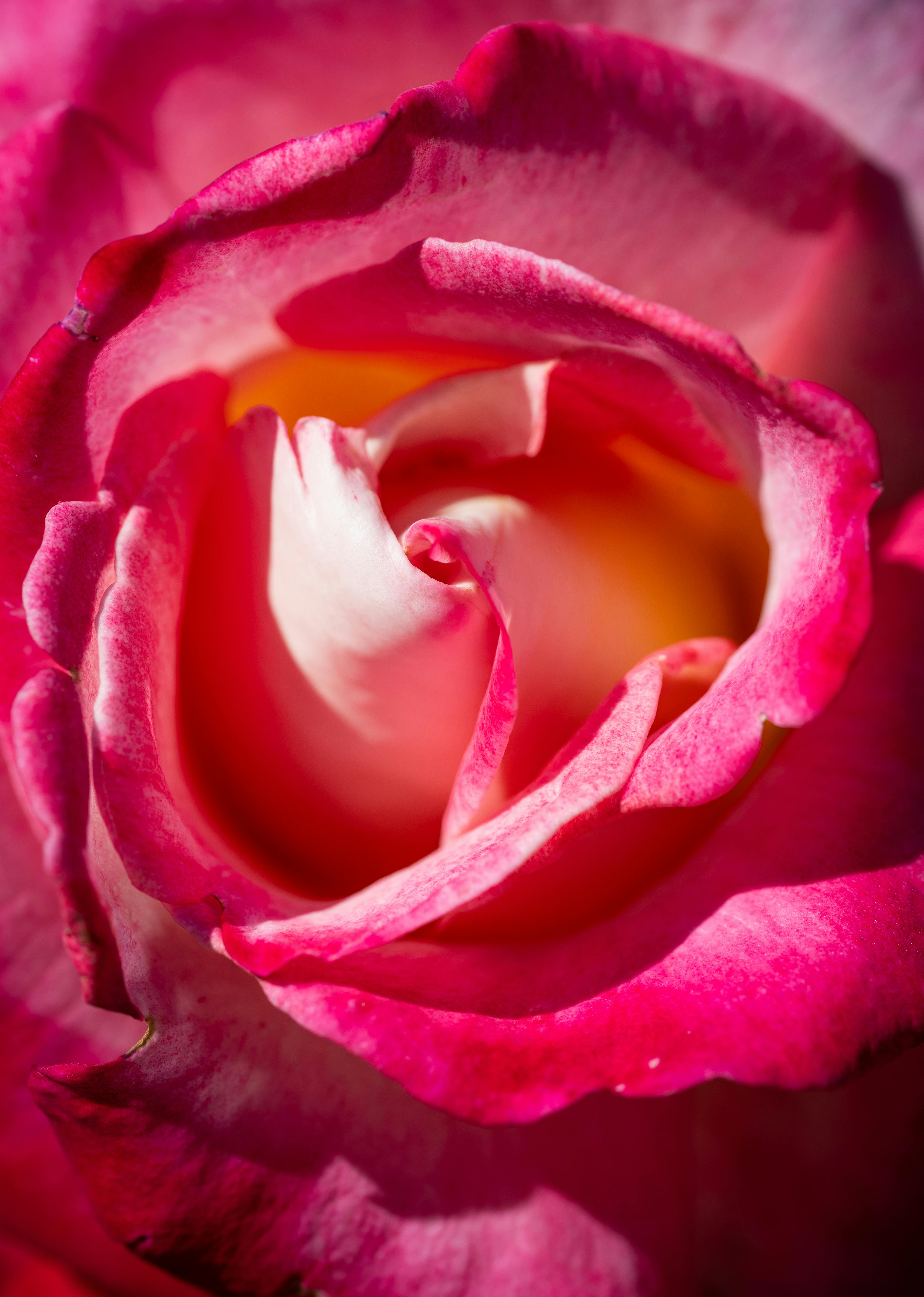 [ColoSach]-detailed-macro-shot-capturing-the-delicate-pink-petals-of-a-vibrant-rose-in-full-bloom.