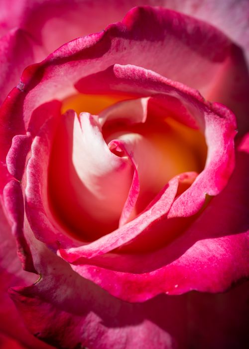 Free Detailed macro shot capturing the delicate pink petals of a vibrant rose in full bloom. Stock Photo