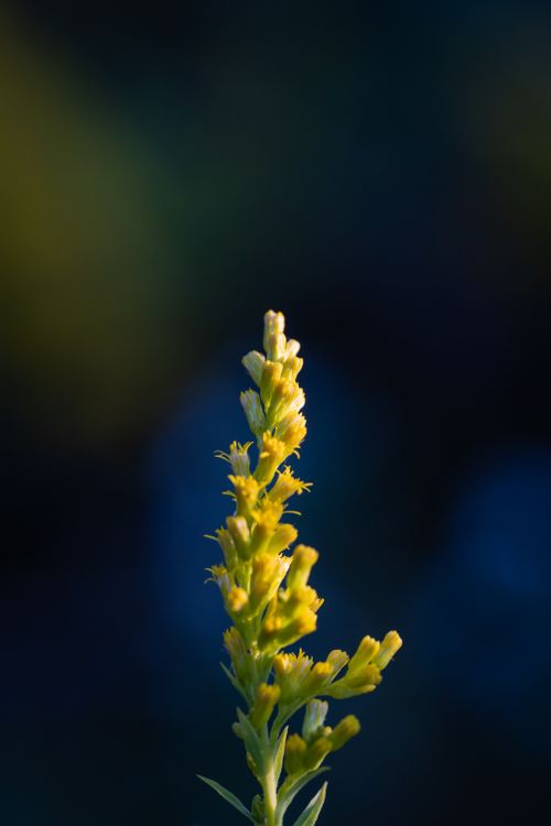 Free A close-up of a vivid yellow flower set against a blurred blue background. Stock Photo