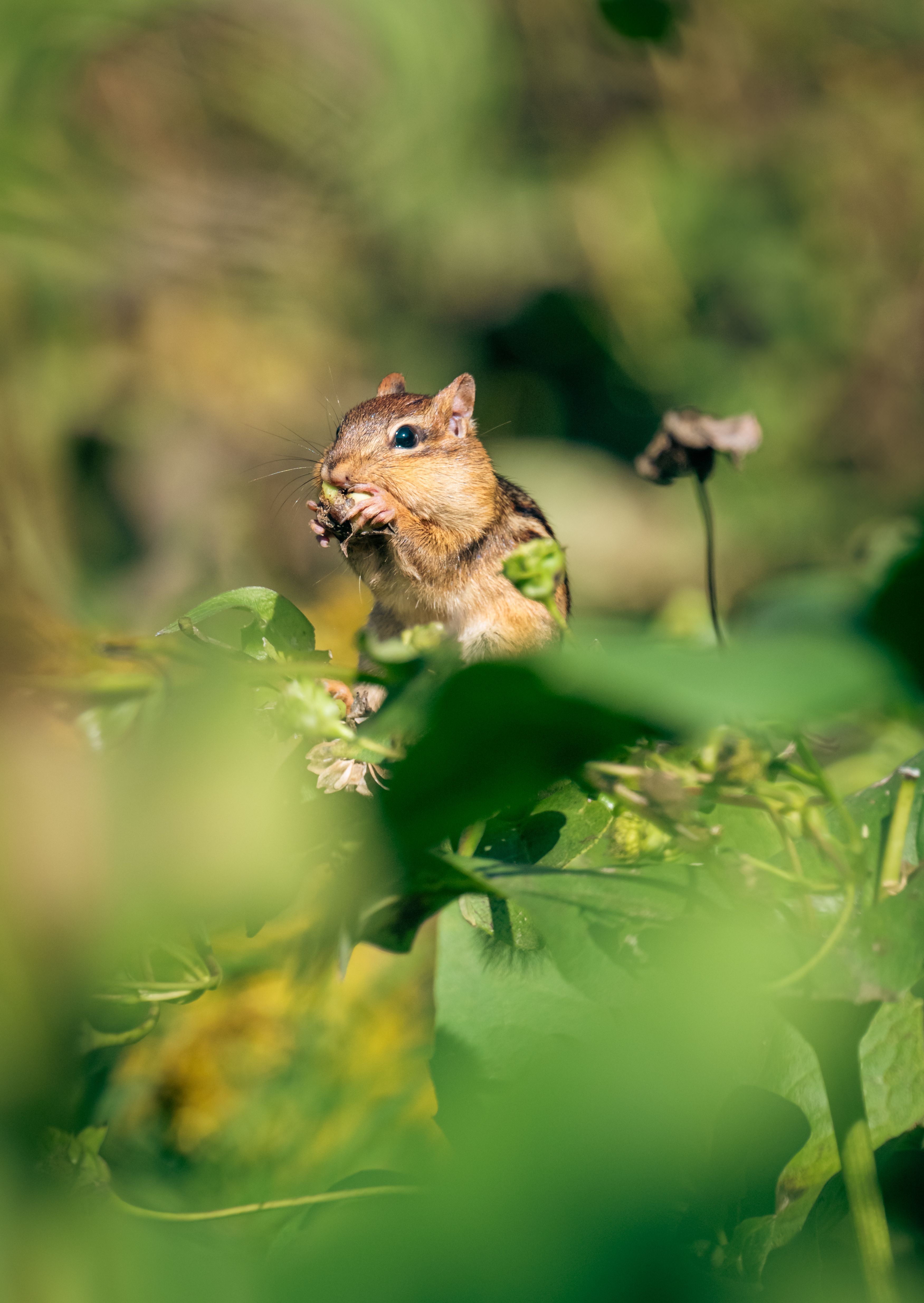Close-up of Chipmunk in Natural Habitat · Free Stock Photo