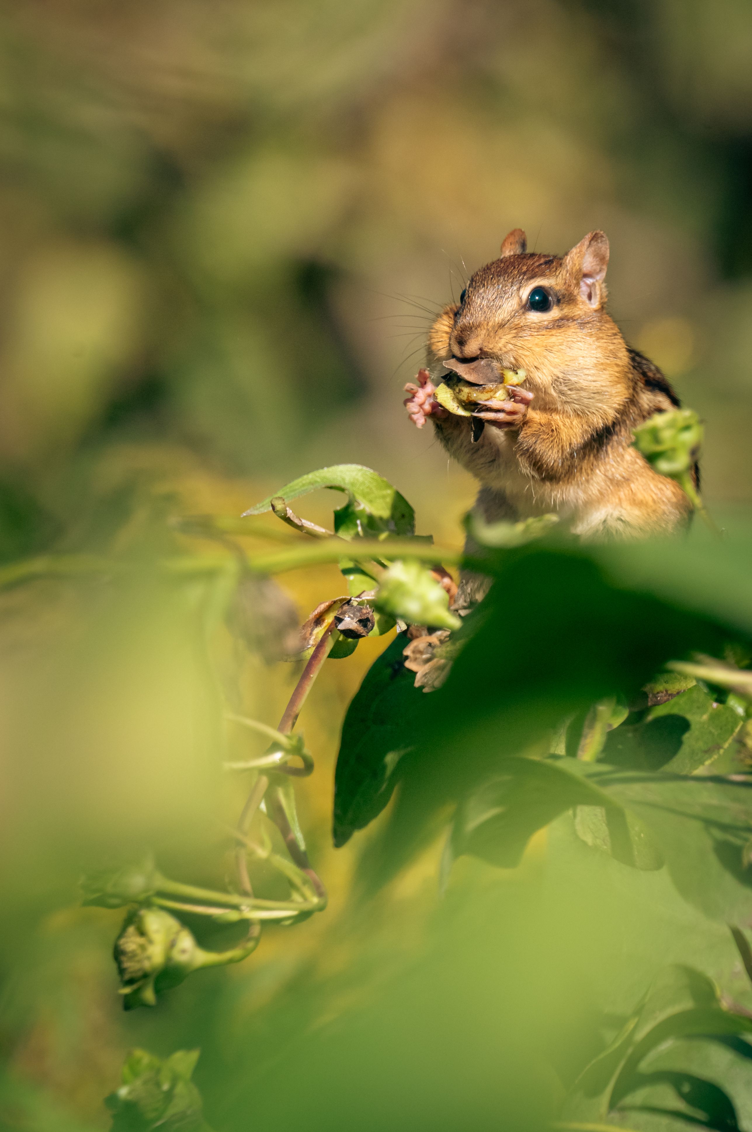 Chipmunk Eating in Lush Green Foliage · Free Stock Photo