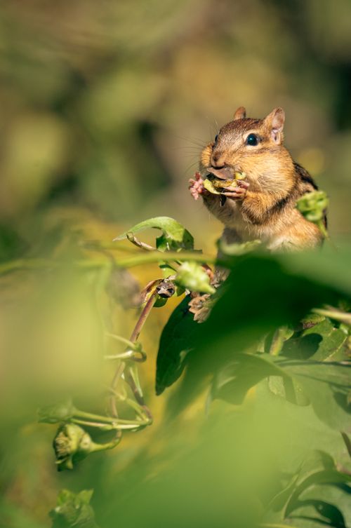 Free A close-up of a chipmunk eating surrounded by vibrant green leaves, showcasing nature's charm. Stock Photo